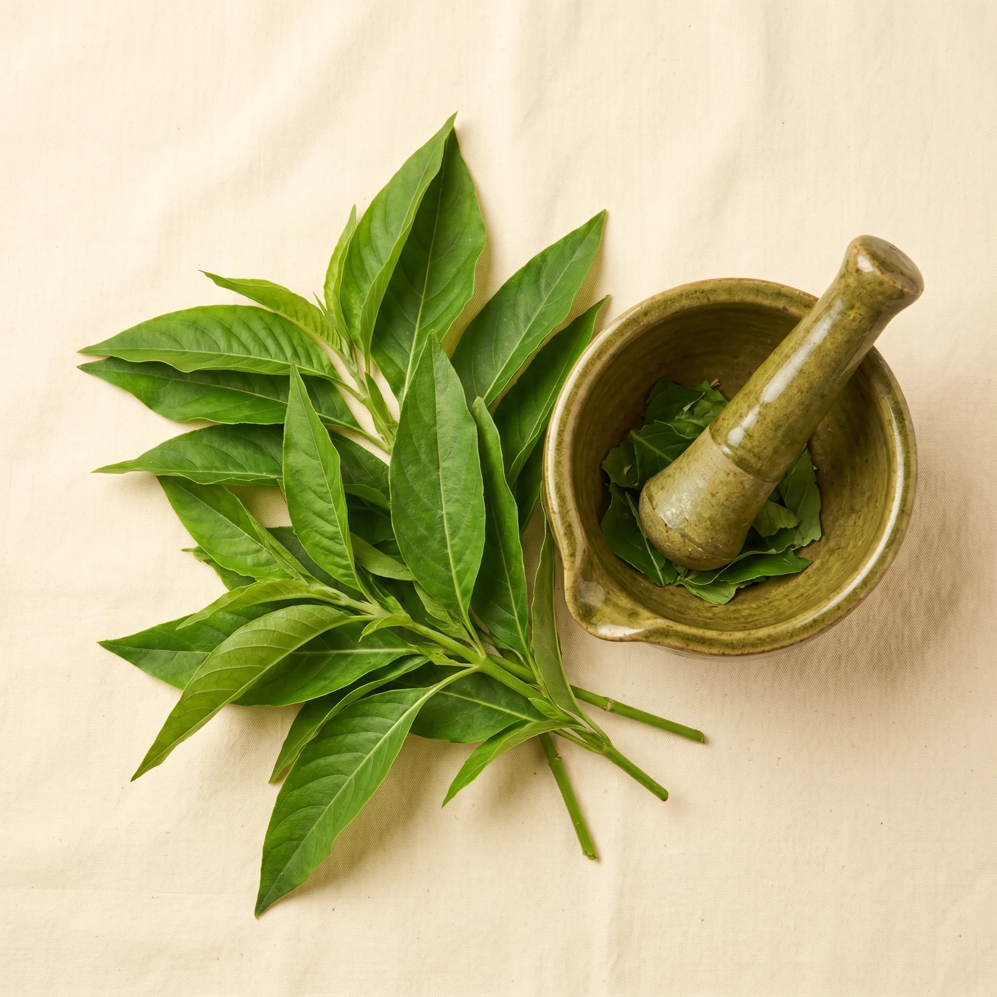 Royal Swag Vasaka — Clears chest heaviness and supports open, easy breathing